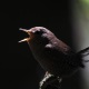 bird_singing_in_the_dark-2