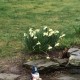 daffodils