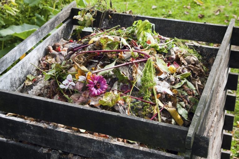 advent journal: blessed are the compost