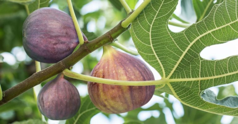 lenten journal: figs and feasts