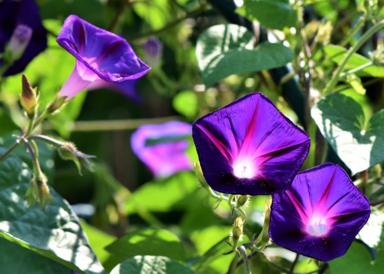 lenten journal: morning glories