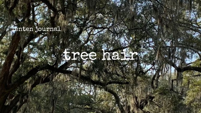 lenten journal: tree hair