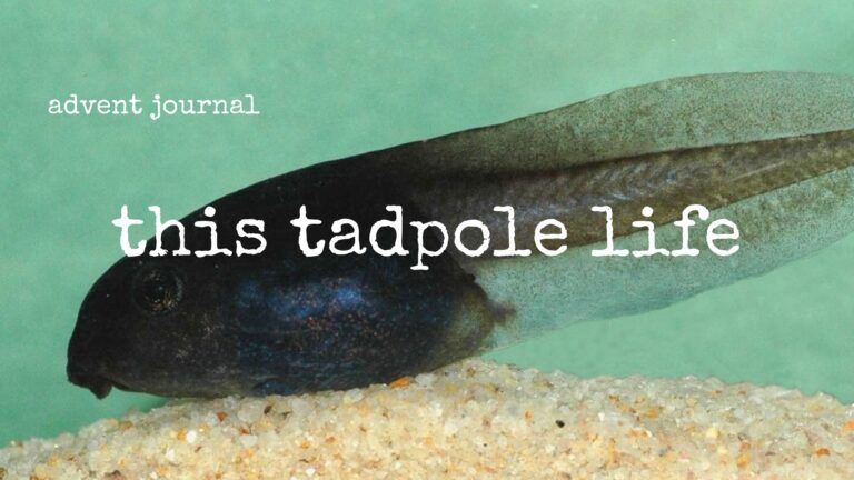 advent journal: this tadpole life