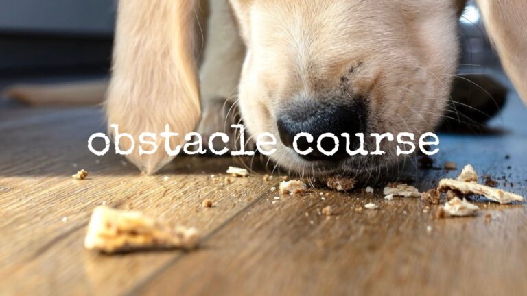 obstacle course
